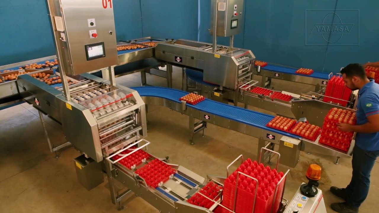 Empacadora de huevos para granja modelo 100D diseño DUPLO