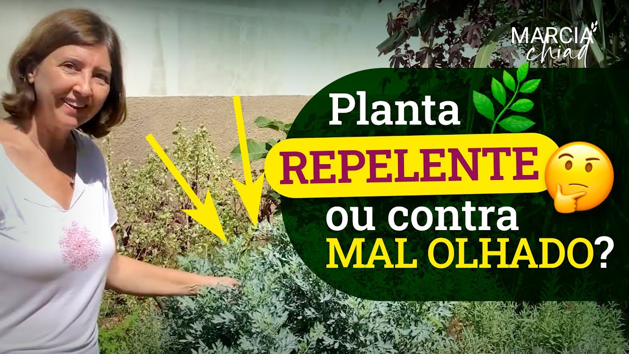 ARRUDA &Eacute; UM PODEROSO REPELENTE - Horta em Casa | Marcia Chiad