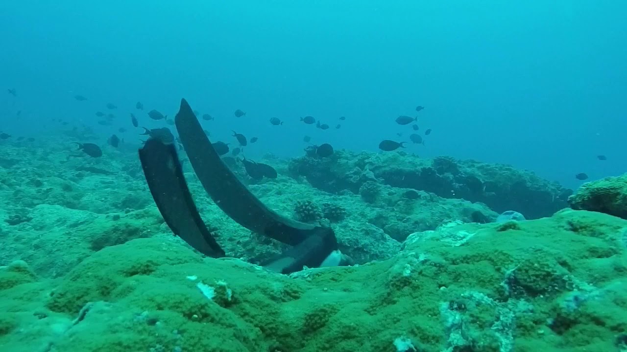 Spearfishing- Fish Eye View- Camouflage