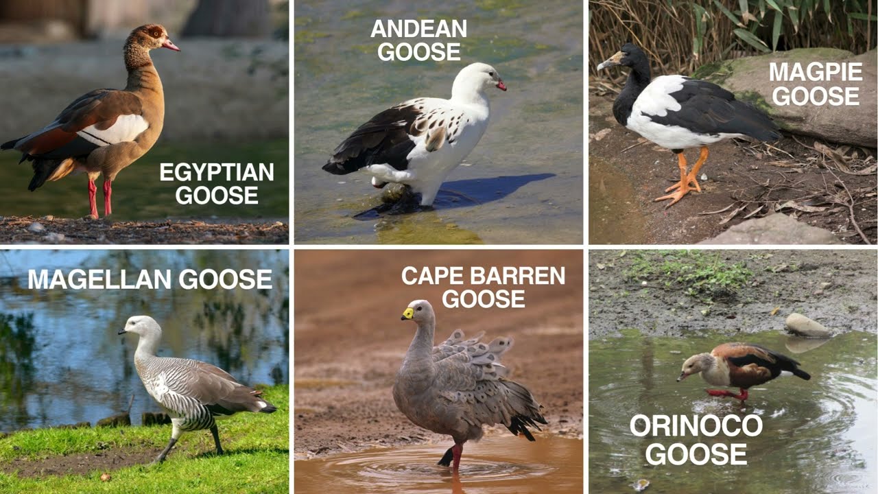 Bar Headed Goose, Emperor Goose, Greylag Goose, Greater White Fronted Goose, Pink Footed Goose