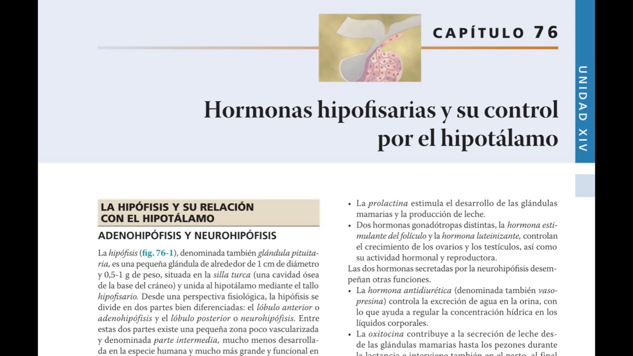 Podcast: Resumen Capítulo 76 – Hormonas Hipofisarias y Control Hipotalámico | Guyton 14ª Ed.