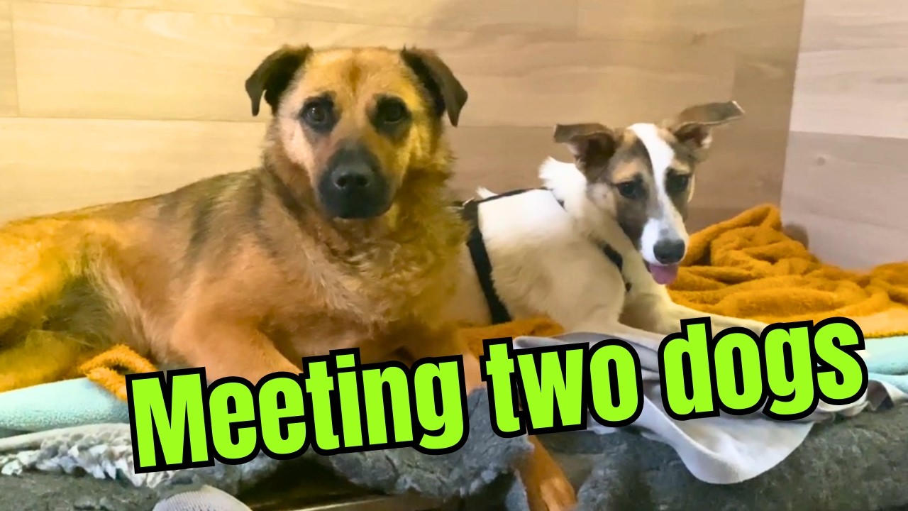 Meeting Two Rescue Dogs from Romania for the First Time! 🐾