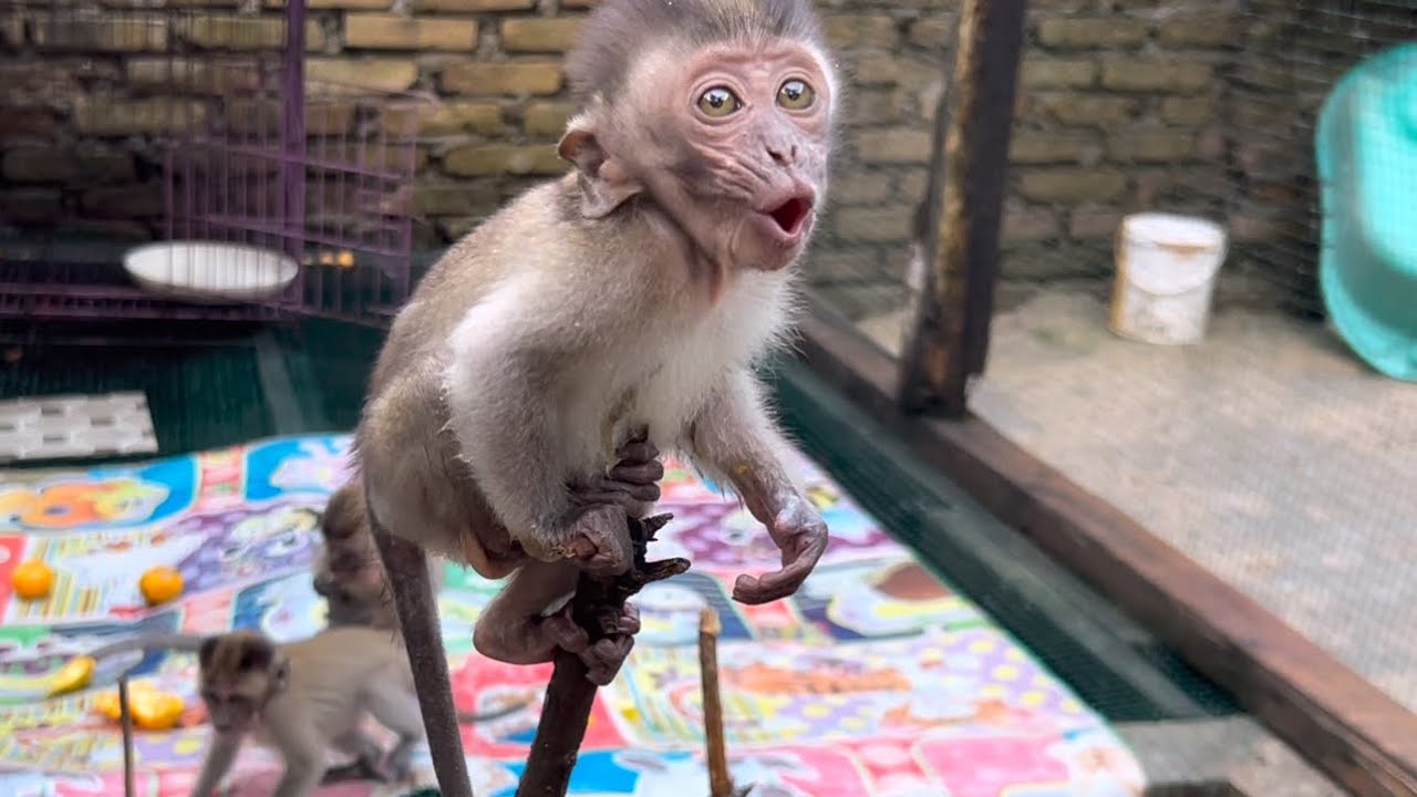 the story about the chronology of the arrival of the little monkey prince
