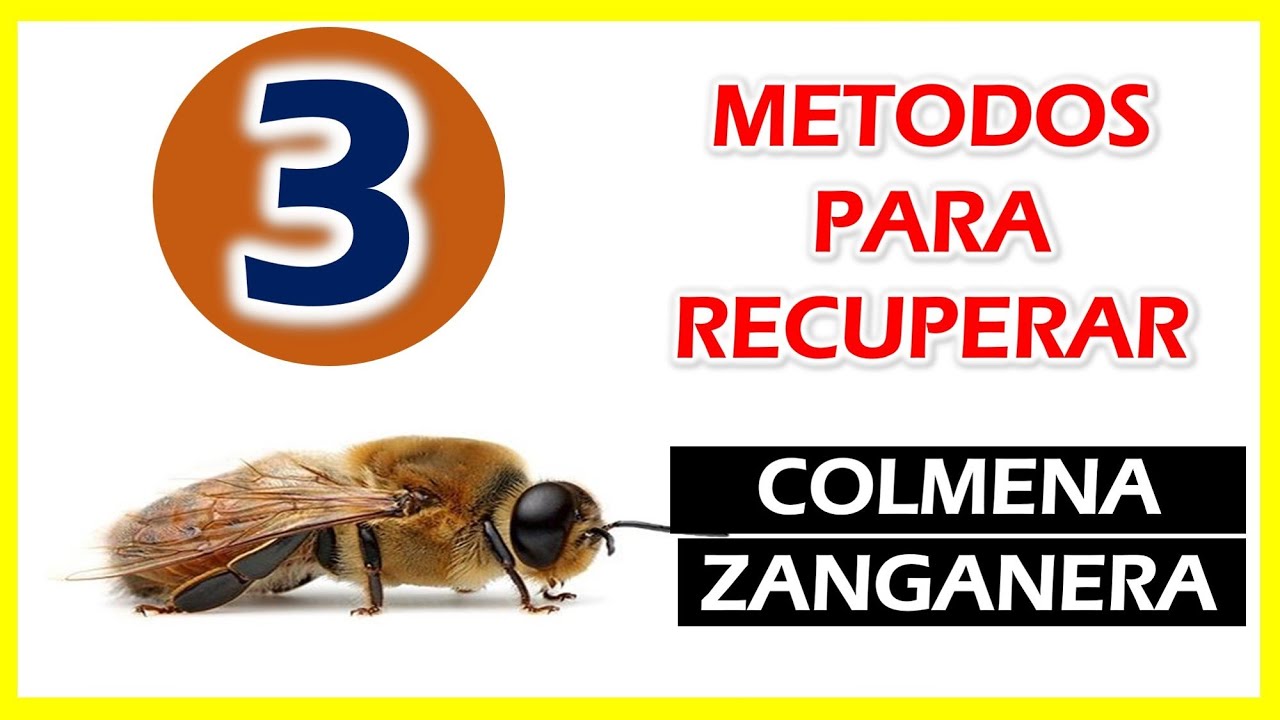 Recupera tus colmenas ZANGANERAS con estos TRUCOS y Tips