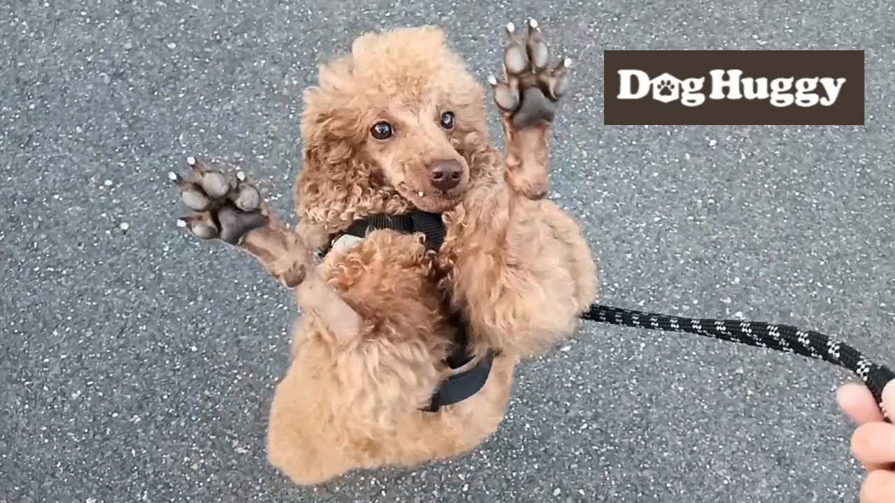 トイプードルのルイちゃん【DogHuggy お預かり動画&lrm;&acute;&bull;ﻌ&bull;`🐾】