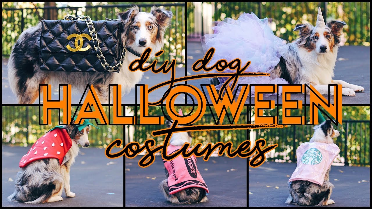 5 Easy DIY Dog Costumes! (For $15 or Less & NO SEW!)