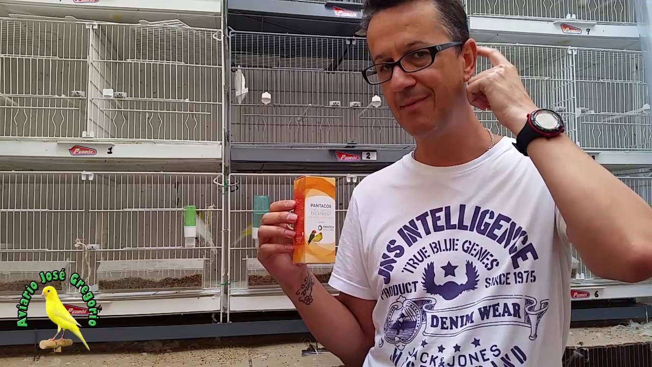 Cría del Canario (Coccidiosis durante la muda)