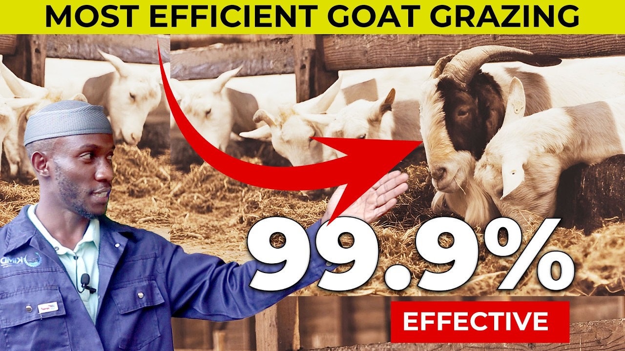 Which Goat Farming System Will Boost Your Profits? Zero Grazing vs. Free Range!