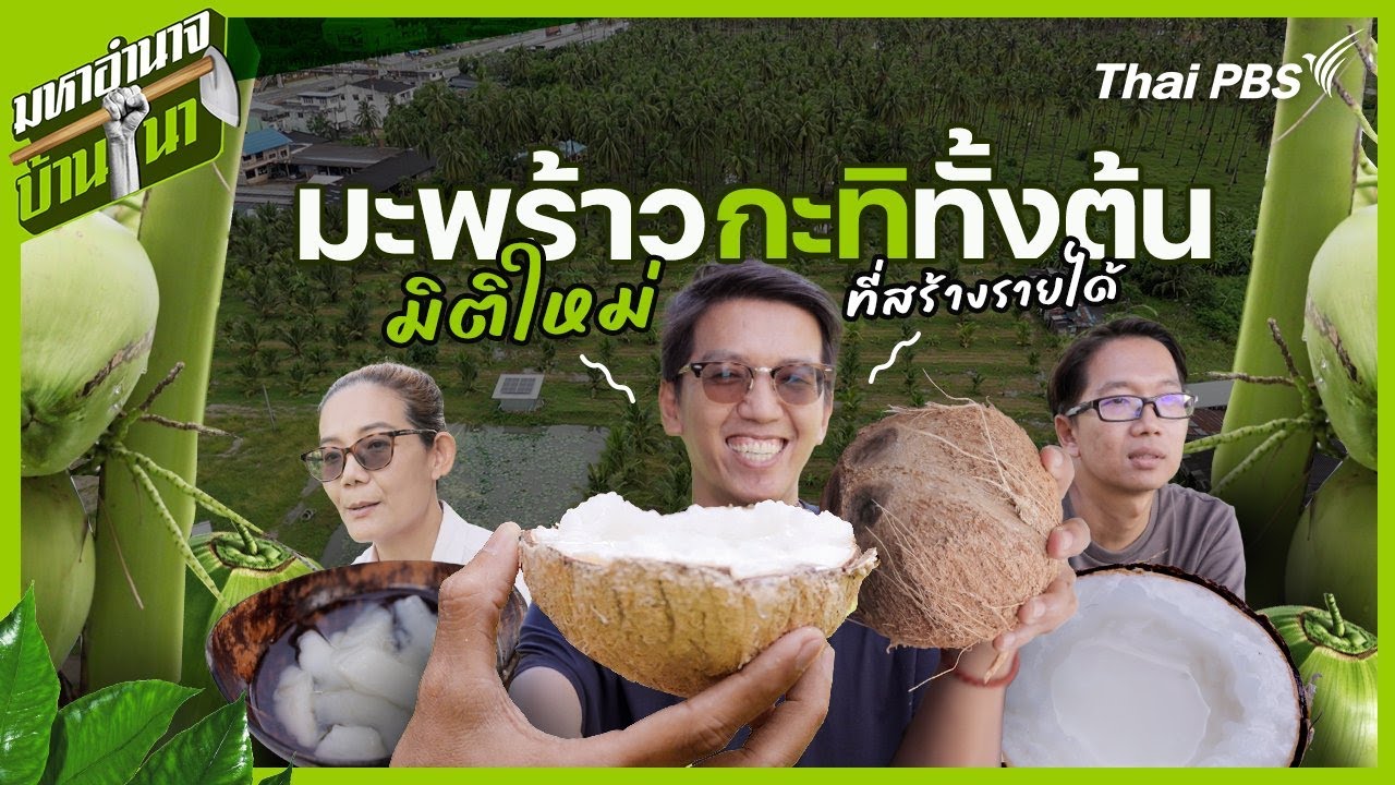 มะพร้าวกะทิทั้งต้น มิติใหม่ที่สร้างรายได้ | มหาอำนาจบ้านนา