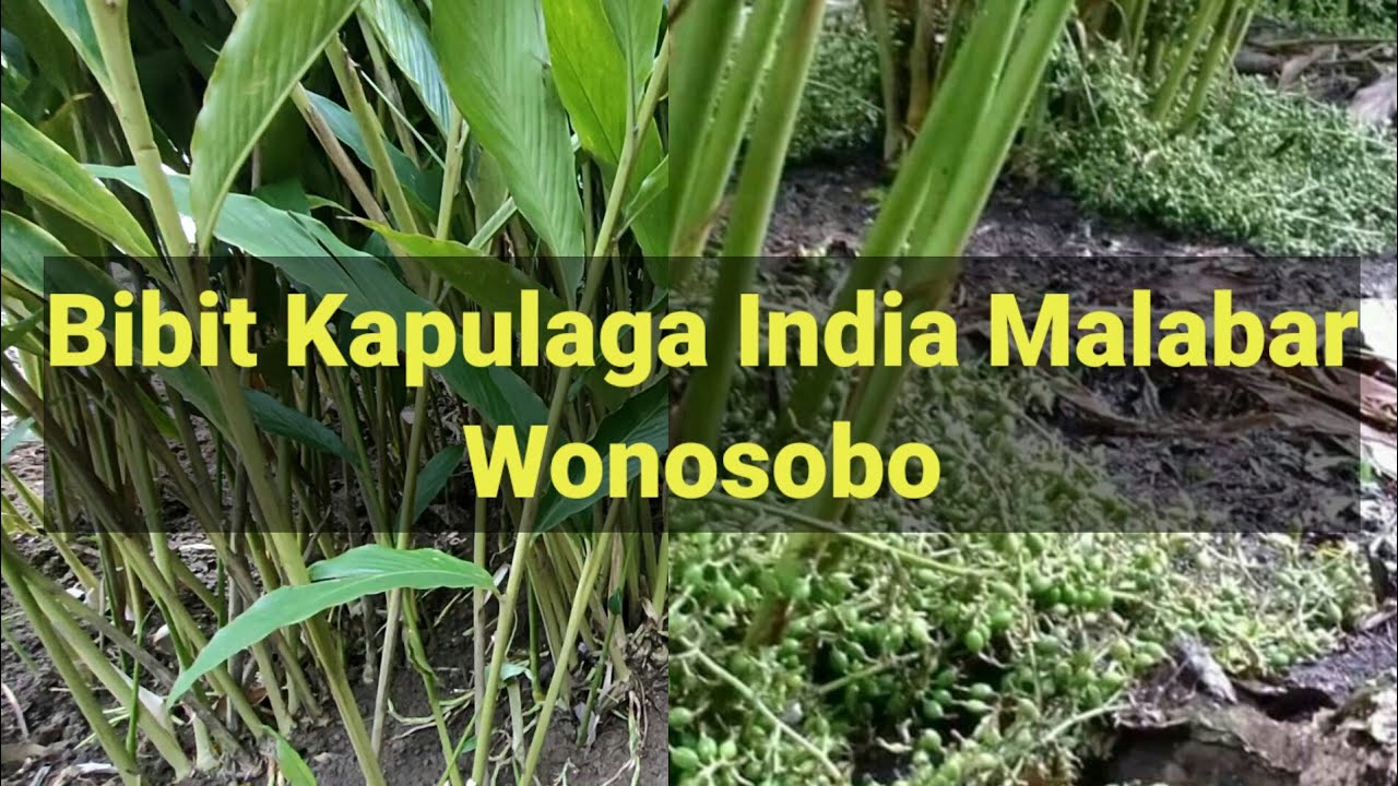 Budidaya bibit kapulaga malabar dari Wonosobo