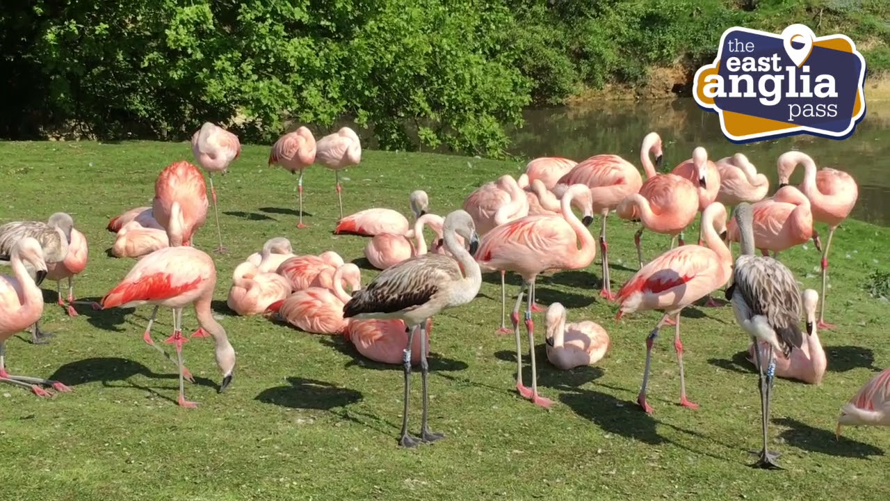 Banham Zoo
