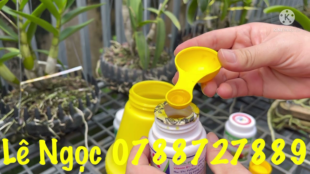 Thời điểm vàng kích hoa Tết cho dendro mời cả nhà cùng xem nhé
