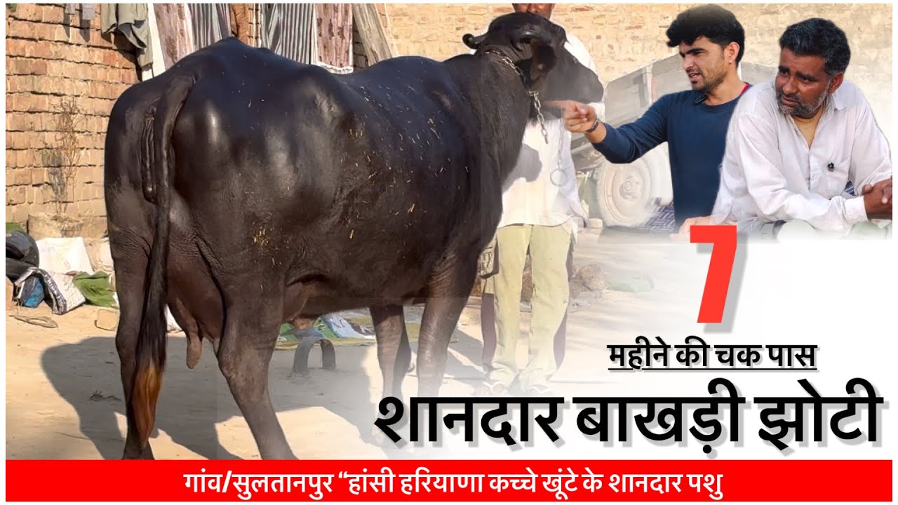 7 महीने की चक पास शानदार बाखड़ी झोटी || SULTANPUR HANSI HARIYANA ||