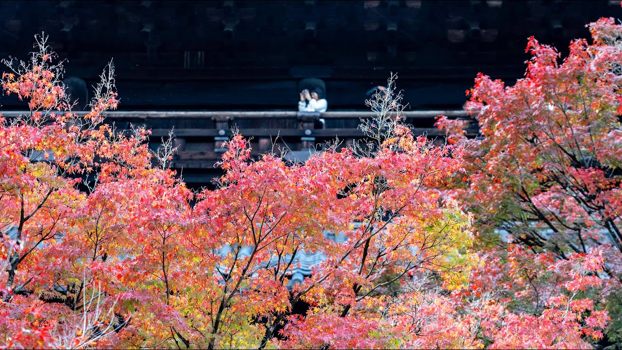日本 京都紅葉 (Vlog #5) 南禪寺 伏見稻荷 | Beautiful autumn in Nanzen Temple, Fushimi Inari Taisha, Kyoto, Japan