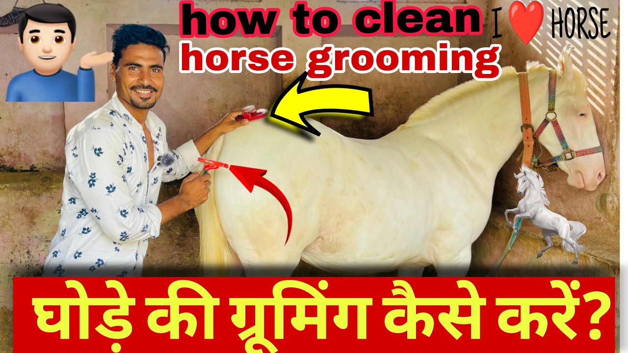 How to clean horse grooming || 