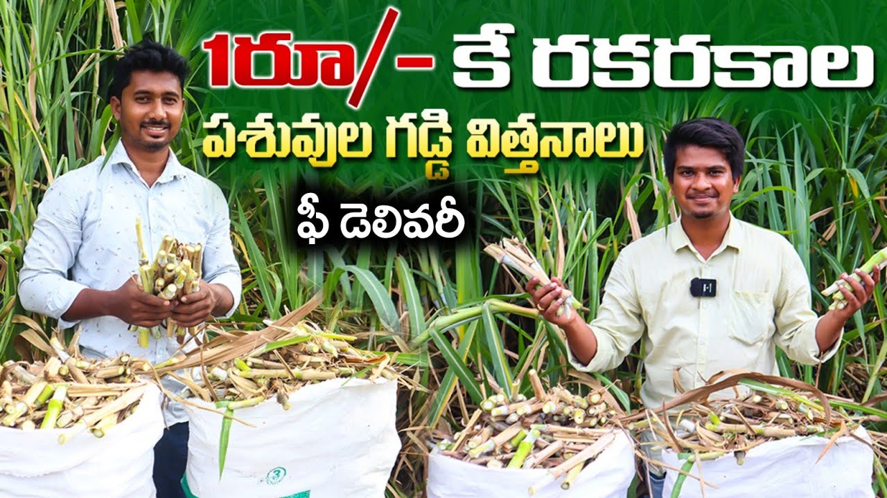 6 రకాల గడ్డి విత్తనాలు అమ్ముతాము | Dairy Farm Fodder Grass Seeds | Super Napier | Shiva Agri Clinic