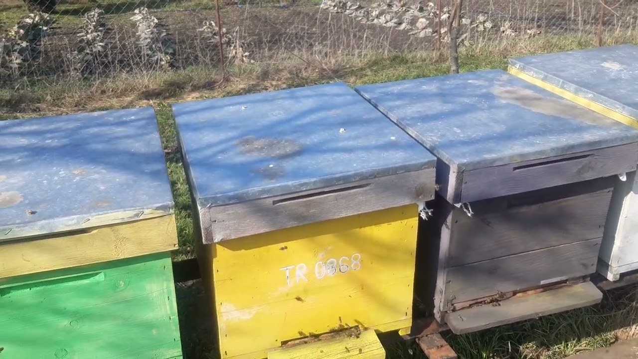 S-au trezit la viată...
