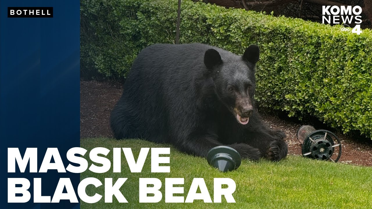 Bothell neighbors 'mesmerized' by black bear munching on birdseed in backyard