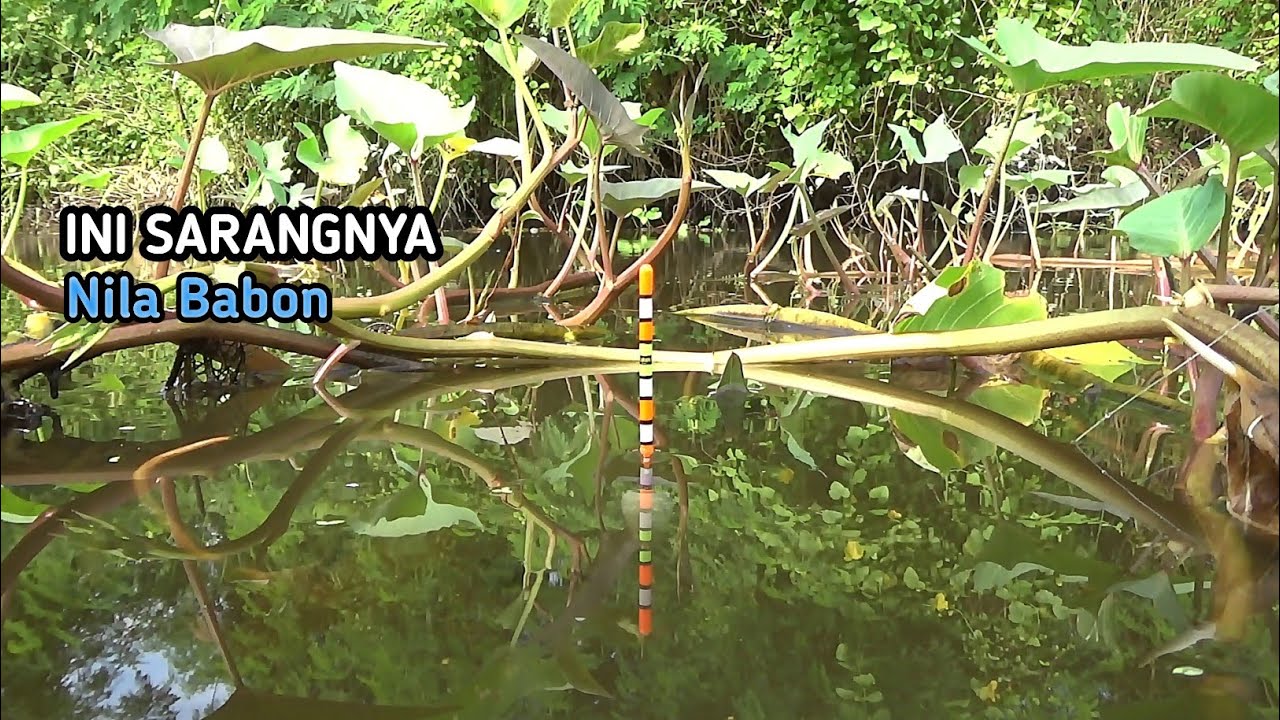 Sarangnya nila babon..!! Berkali kali mancing di spot ini gak pernah mengecewakan
