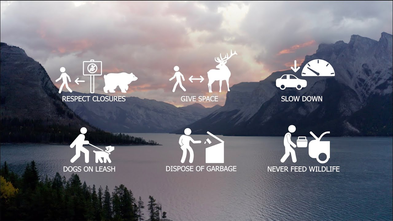 Wildlife & You - #WildlifeRules Banff National Park