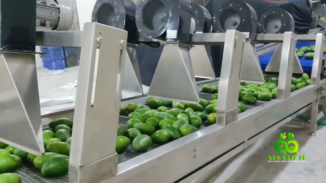 Inside the Mango Sorting Machine: Export Quality Mango Grading at Central Packing House, Dhaka।