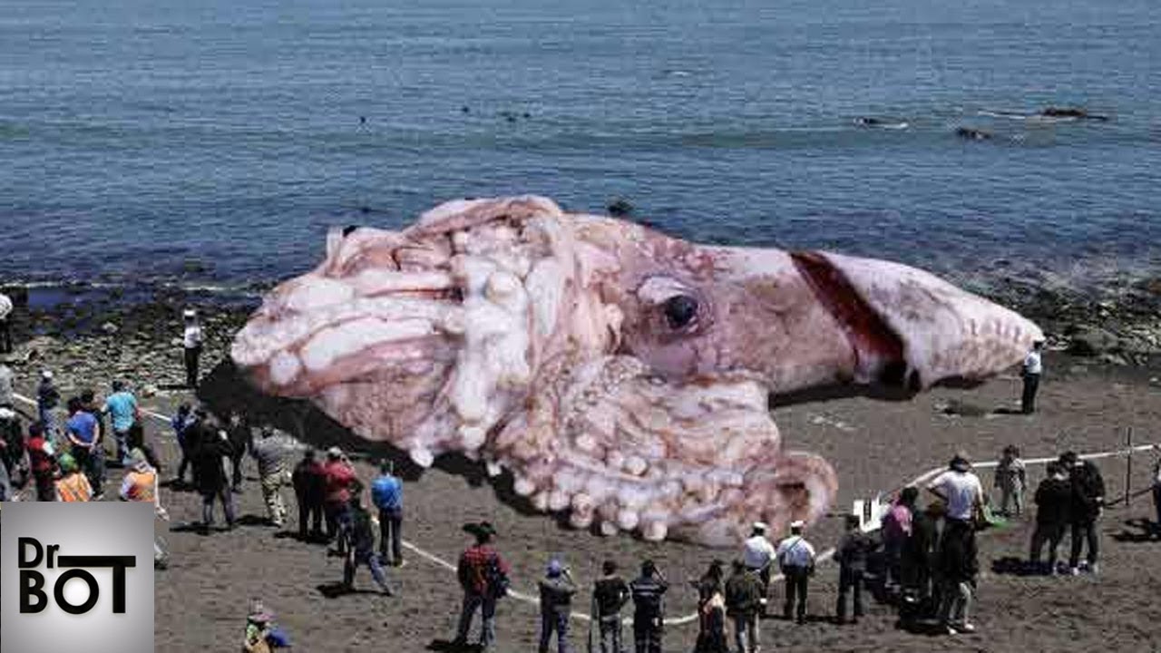 10 CR&Eacute;ATURES EFFRAYANTES QUI ONT &Eacute;T&Eacute; PRISES &Agrave; LA P&Ecirc;CHE | Dr Bot
