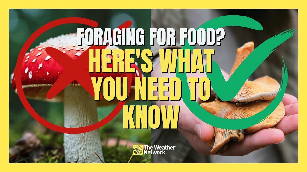 Canada's Most Popular Foraged Foods and Their Dangerous Doubles