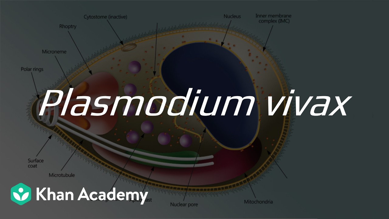 Plasmodium vivax | Биология в контексте благополучия человека | 11 класс | Зоология | Телангана |...
