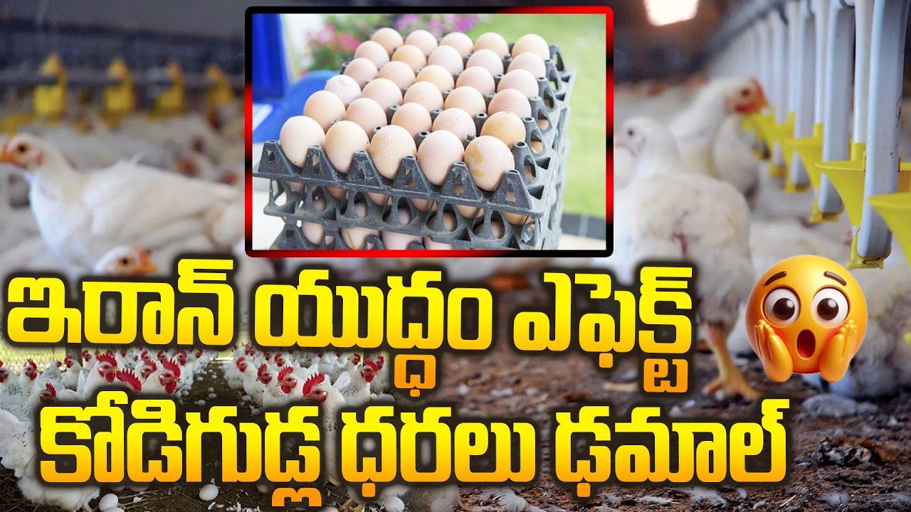యుద్ధం ఎఫెక్ట్ 📈 గుడ్ల ధరలు ఢమాల్ ...| Egg Prices Rise After Iran War 📈 Global Market Shock
