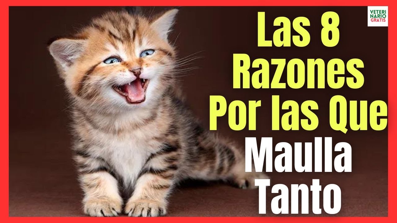 💘 ¿PORQUÉ MI GATO MAULLA TANTO? 💘 8 RAZONES