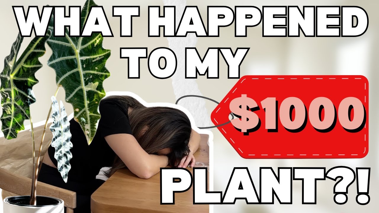 What Happened to my $1000 Plant?! Variegated Alocasia Amazonica Plant Care | Repotting | Plant Chore
