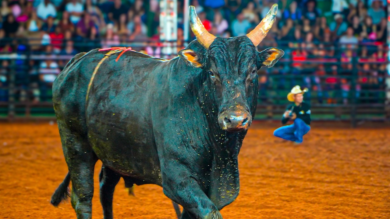 Final do Rodeio em Touro de UMUARAMA 2025