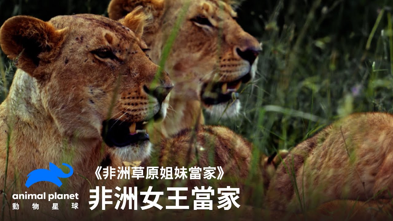 非洲女王當家！誰說媽媽就只能溫文儒雅？｜動物星球頻道