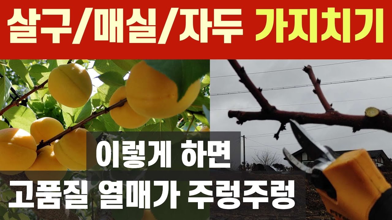 살구/매실/자두나무 가지치기 - 꿀맛 열매가 주렁주렁 열리게 하는 전지법 #핵과류 동계전정