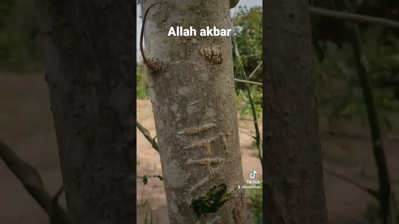 Ifa appears on a tree