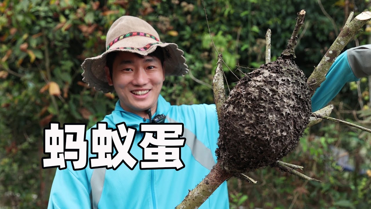 螞蟻蛋還能吃？賣到上100元一斤，會是什麼味道？為了掏螞蟻蛋靚仔被咬得呱呱叫【探索吧芋圓】