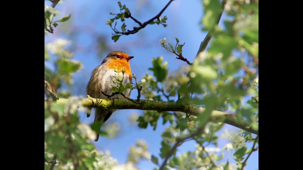 Birdsong for relaxation. #relaxingsounds #relaxingvideo #relaxingasmr 