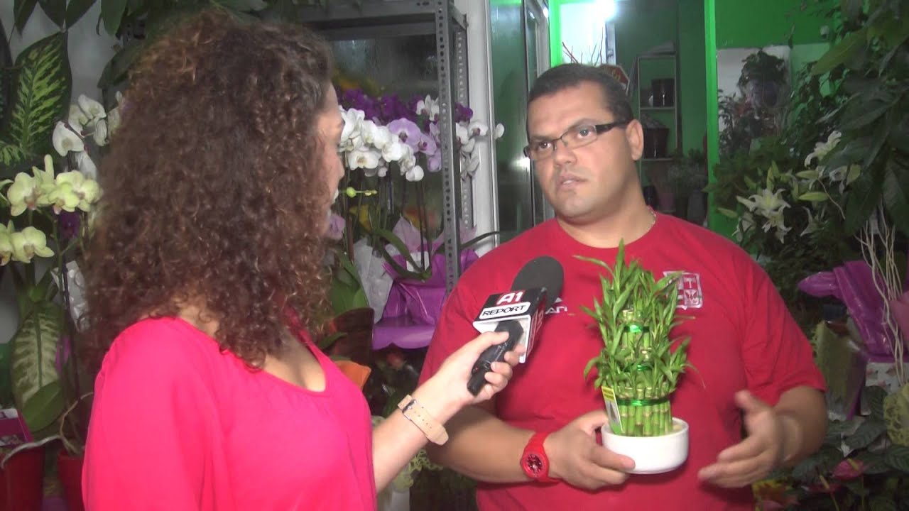 A1 Report - Rreze Dielli, Lulja Lucky Bamboo dhe ngjyrosja e Orkidese