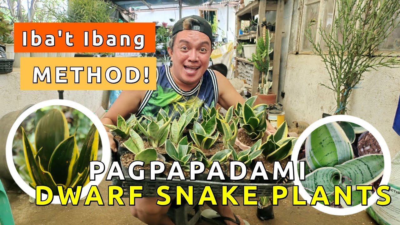 PAANO MAGPADAMI NG DWARF SNAKE PLANTS? | DIFFERENT METHODS & PLANT CARE TIPS