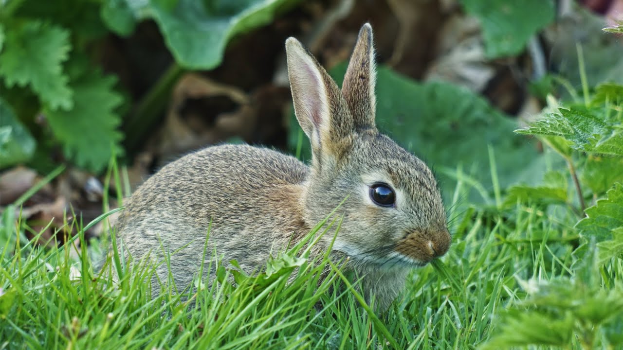 Rabbits - Relaxing with wildlife