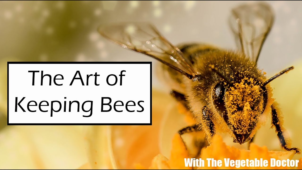 How Do I Keep Bees? The Art of Beekeeping #beekeeping