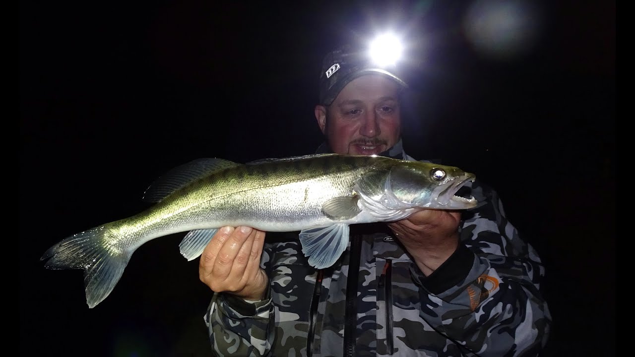 Snoekbaarzen met pluggen in de nacht