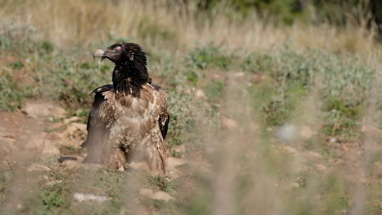 Fauna i natura