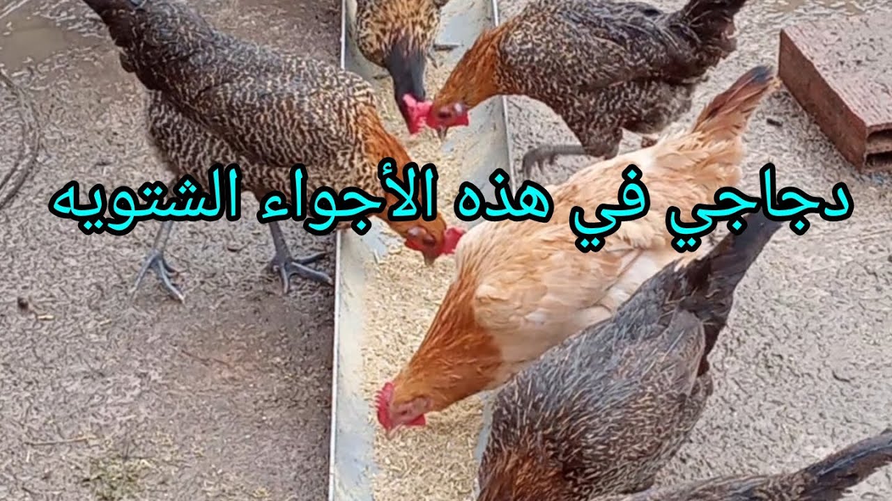 دجاج الفيومي مناعته قويه وأنصح به كل متبدئ