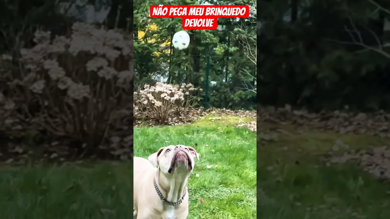 não pega meu brinquedo 