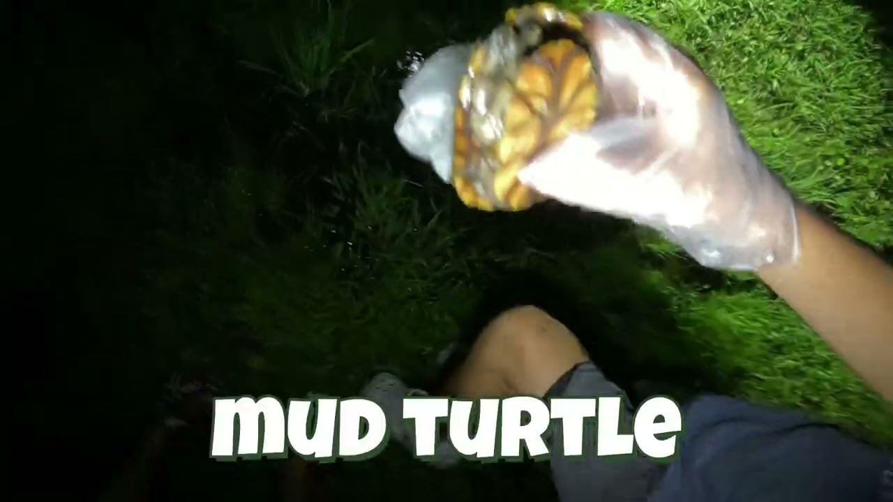 Toad and turtle hunting! 7/16/2025