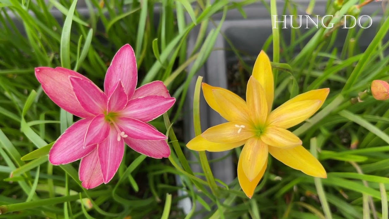 Hybrid Flower 5