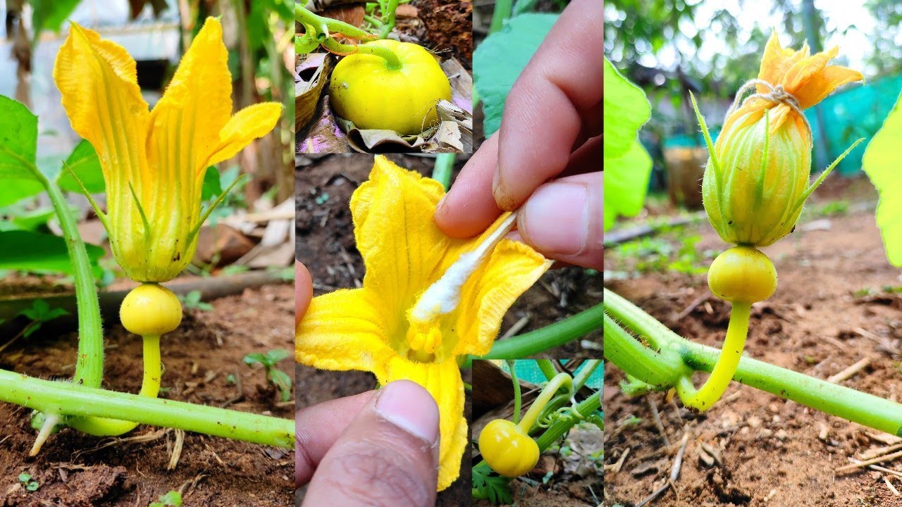 How to hand pollinate pumpkin Flower | Hand pollination in pumpkin Flower | Hybrid pumpkin