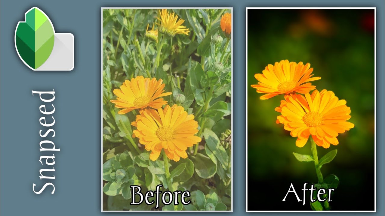 Revealing the Secret to Stunning Flower Photo Editing।