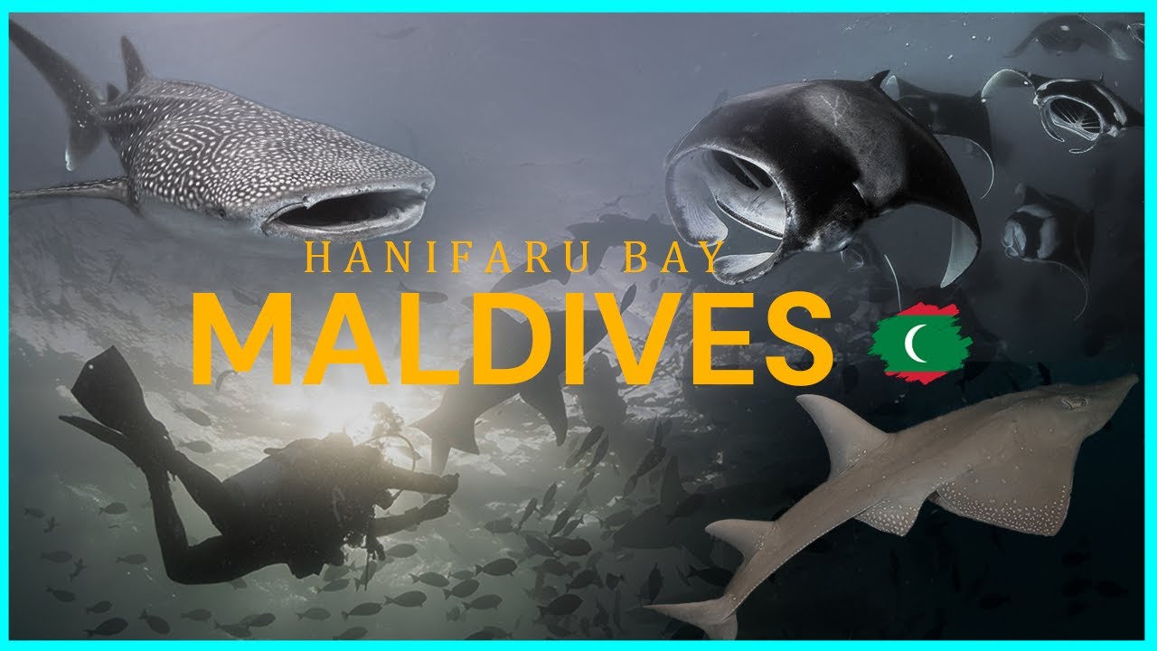 Maldives สวรรค์ของนักดำน้ำ ภารกิจว่ายน้ำกับแมนต้าที่ Hanifaru  | The Master Scuba Club EP.32